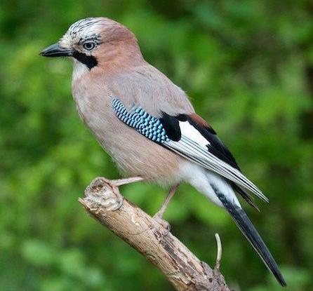 广东常见鸟类图谱和名称图文,东江揽胜鸟类