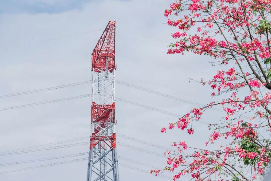 又发现深圳一个“绝美打卡地”!“淘金”绿道,人少免费