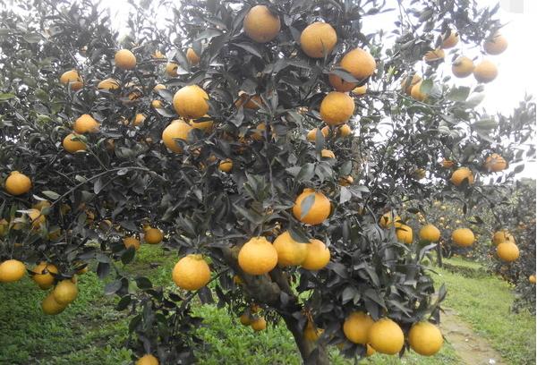 丑橘的食用方法,如何做到丑橘里是沙糖桔