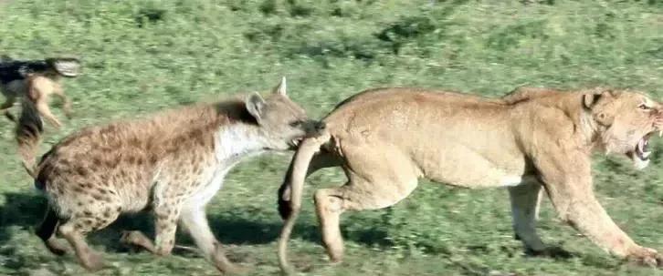 犬科代表非洲野犬,*攻围**狮子,掠夺豹子,暴打鬣狗,成为草原王者