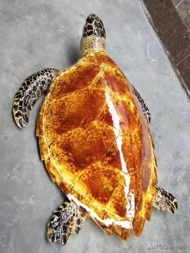 30秒了解熊猫,30秒了解动物