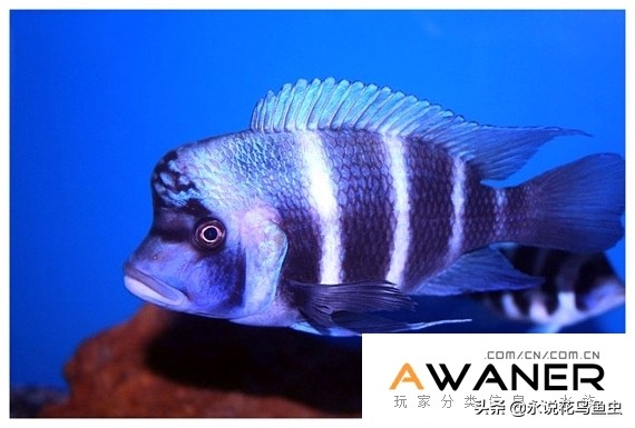 慈鲷六间混养,慈鲷科有哪些