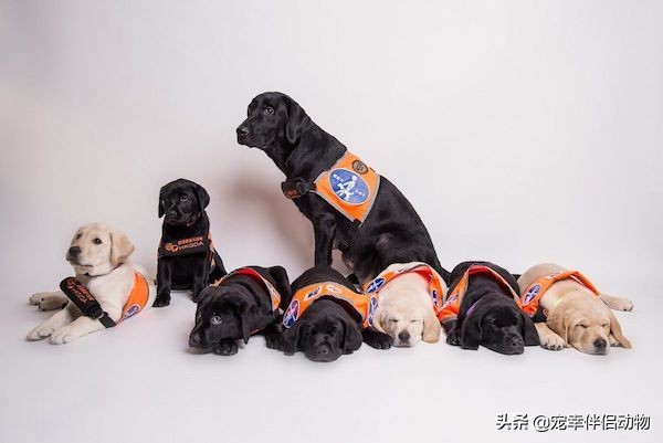 导盲犬到底有多难变成导盲犬,哪些品种的狗狗可以当导盲犬