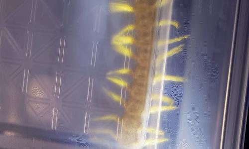 在南方大蜈蚣面前,南方大蟑螂简直不堪一提