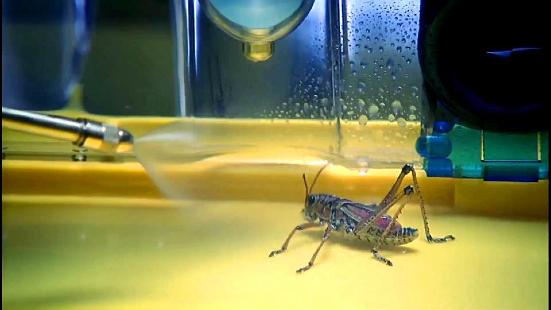 人类作死研究出的怪兽：铁线虫寄生人体太可怕，八爪鲨鱼爱吃人