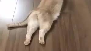 猫咪一直放屁怎么缓解,猫咪放屁怎么解决