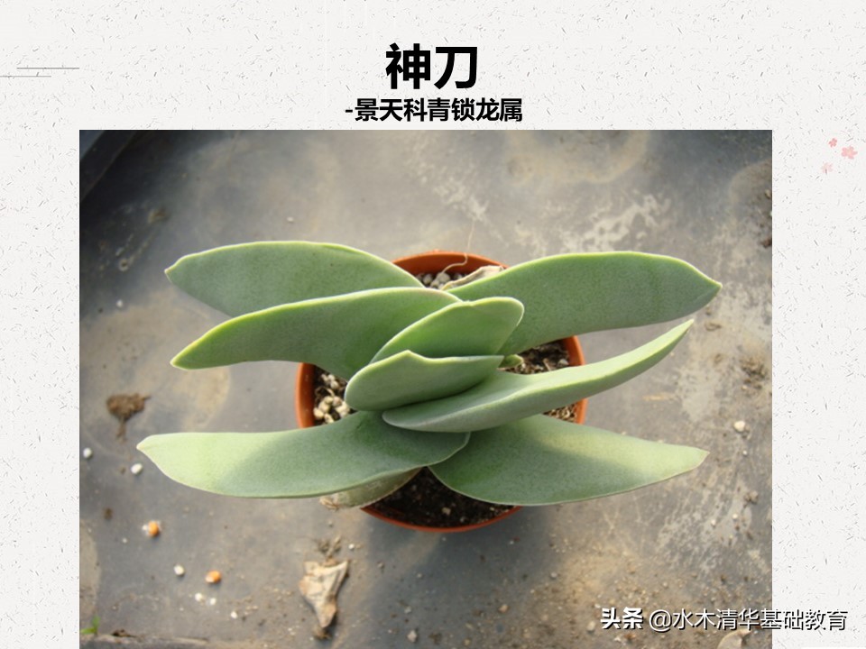 梦幻女王多肉植物百科图谱,原产地多肉植物图谱pdf