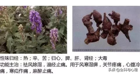 史上最全中草药图谱（附主治功效）（一）