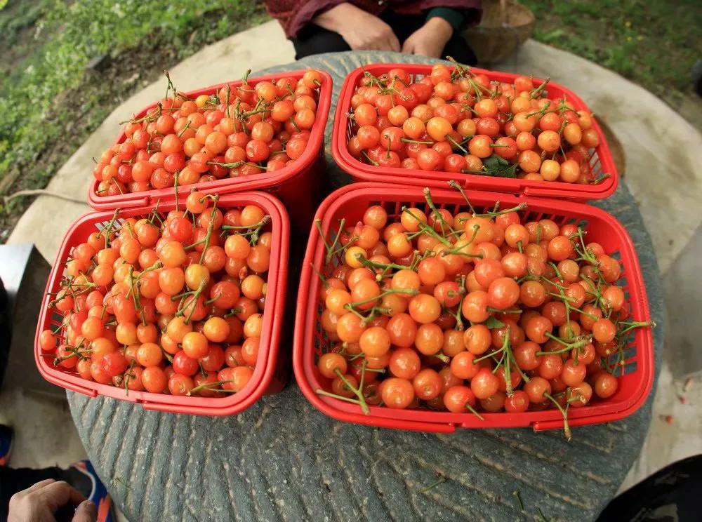 人间最美四月天，十里樱桃红满园