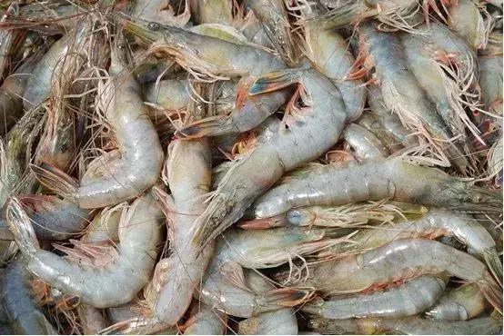 威海海鲜海肠,威海的海鲜有哪些品种