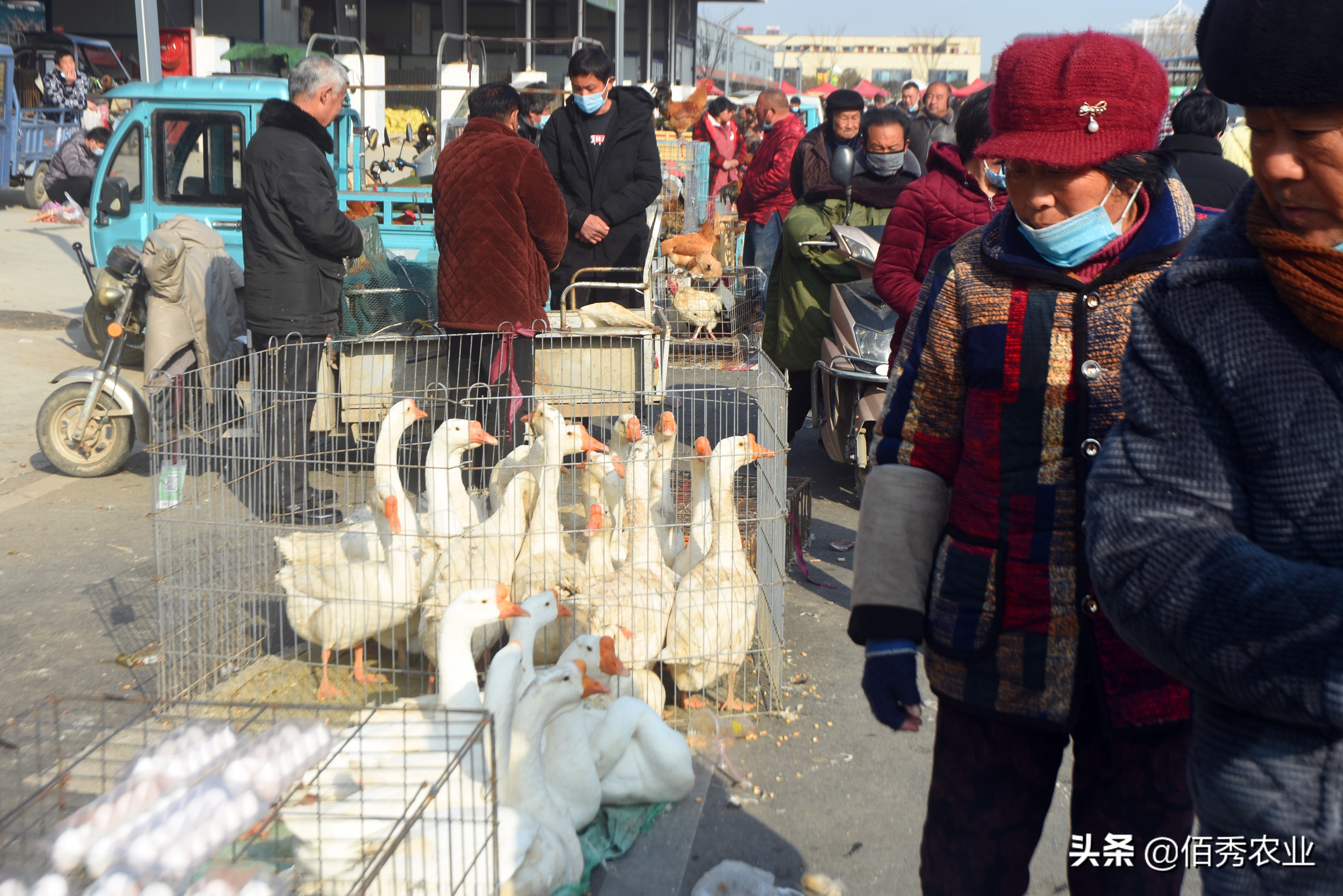 在老家养鹅赚不赚得到钱,农村现在养鹅怎么赚钱