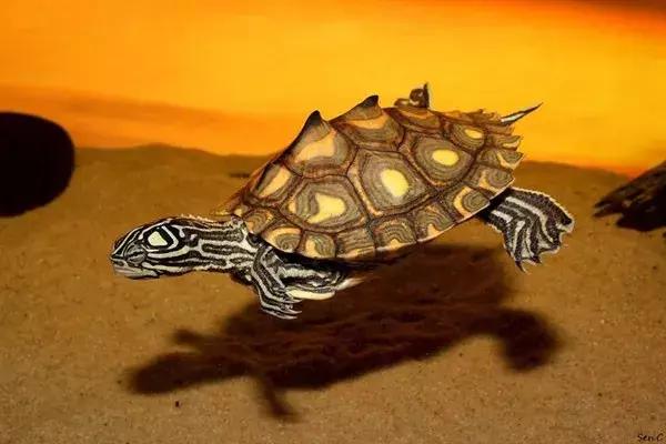 地图龟6-7厘米是成年龟吗,地图龟12cm成年了么