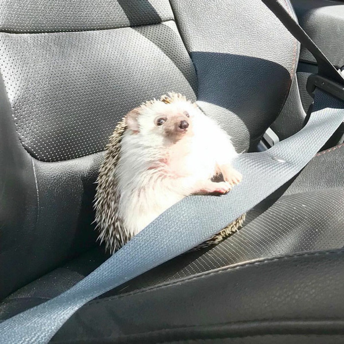 野生刺猬和宠物刺猬的图片,宠物刺猬的真实图片