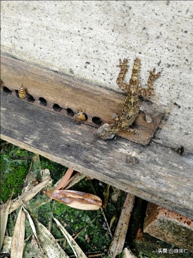 蜜蜂怕什么怎么驱赶又不伤蜂,怎么预防蜜蜂的天敌