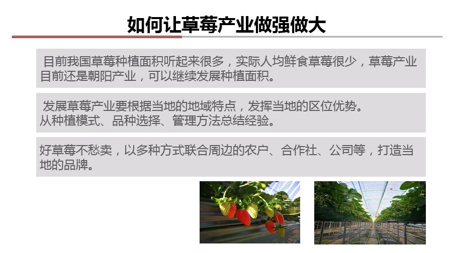 现在种草莓到过年来得及吗,种草莓有前途吗