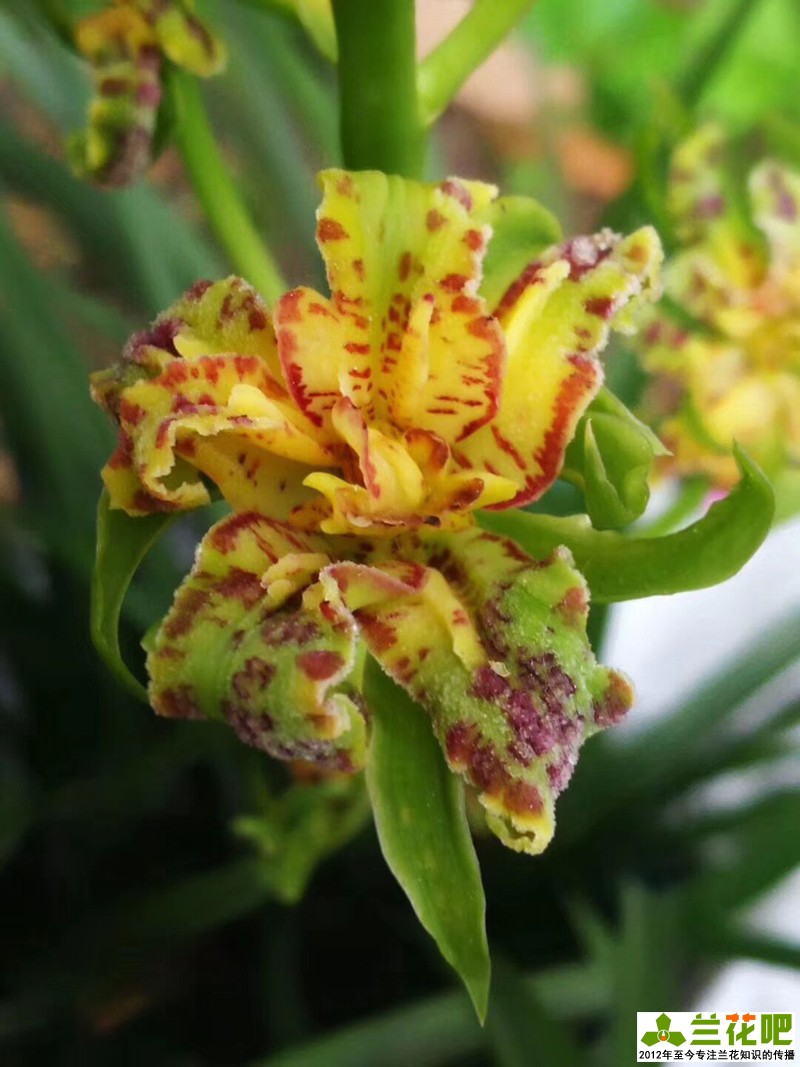 揭露直播间卖兰花的三个套路,云南兰花直播拍卖