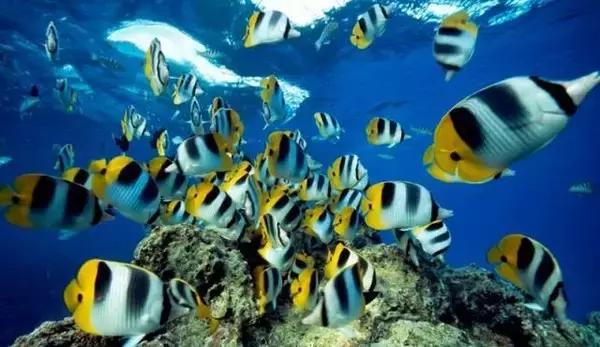 全球惊艳的10个海底世界，看到第一个就想出发！