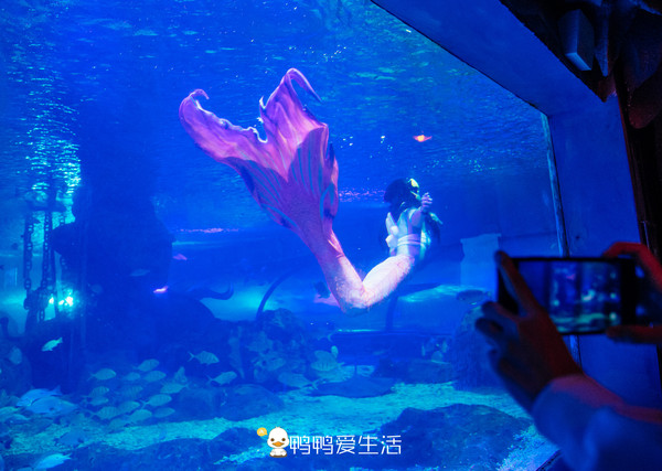 全国唯一真实大海做背景,福建海边这艘“船”里面藏海洋世界!