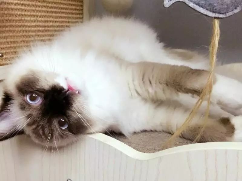 猫咪子宫蓄脓绝育前怎么预防,猫咪长期未受孕会怎样