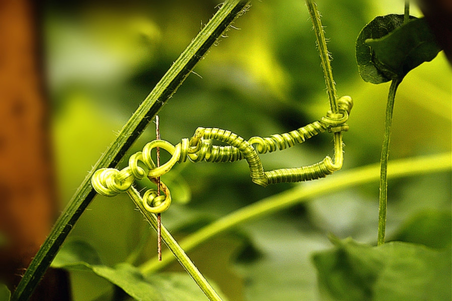 扫落叶的诗句,扫落叶优美诗句