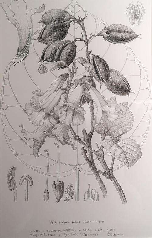 植物画家曾孝濂,画家曾孝濂作品欣赏