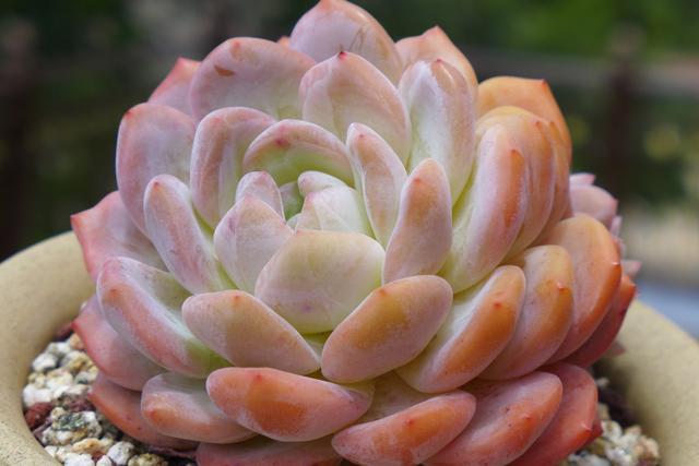 阳台上不要放这四种东西,阳台上不宜放什么植物