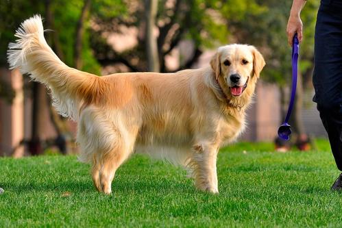 长毛犬推荐公的还是母的,新手怎么选宠物狗小型犬