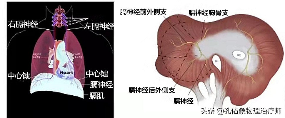 肩周炎肩膀疼痛用什么药,肩膀疼是肩周炎吗还是其他原因