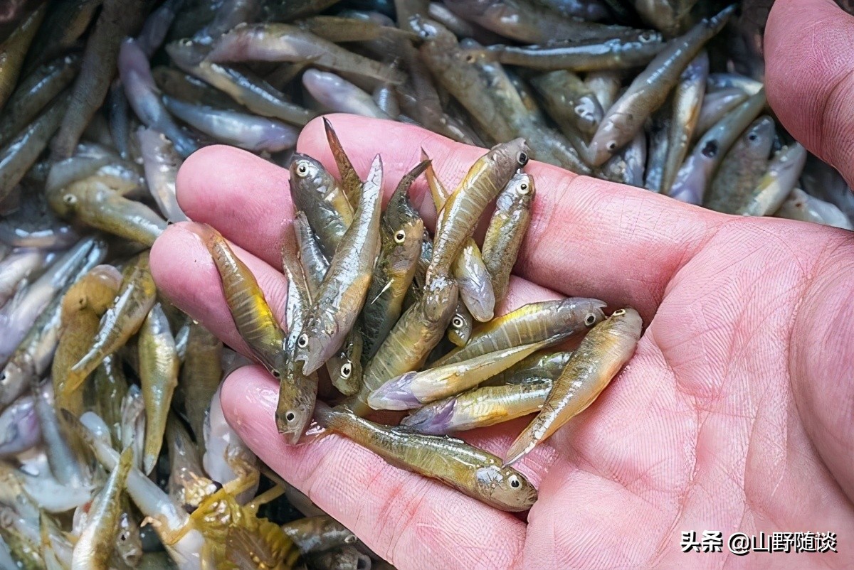 直钩算啥？农村人人胜过姜子牙——只用一条棉线钓出一碗济宁名吃
