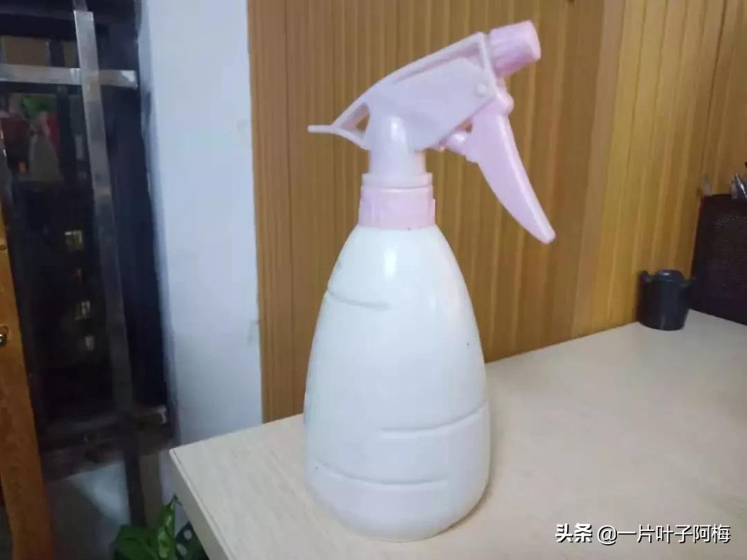 金枝玉叶干枯一碰就掉,金枝玉叶一夜之间掉了好多叶子