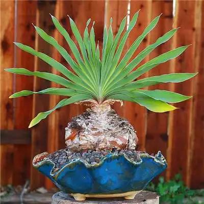 多肉大师手绘花盆,多肉顶级玩家