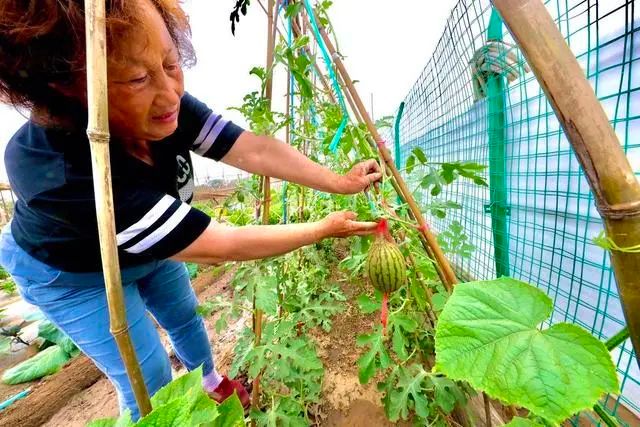 【FENG娱】永定河畔租个“私家菜园”,享受农忙乐趣,体会丰收喜悦!