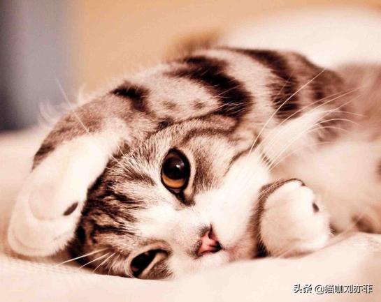 刚出生的小猫咪怕人怎么办,上门喂养遇见怕生的猫咪怎么办