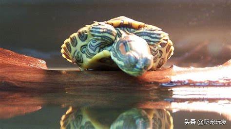 新买的龟老趴在水面不运动,地图龟冬眠不睡觉怎么回事