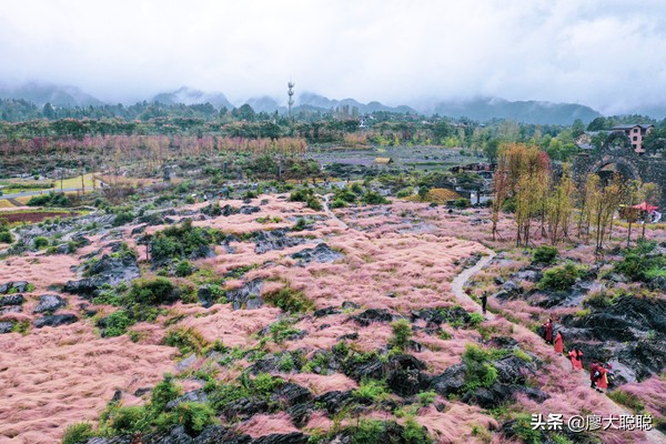 重庆这片花海你还没有来打开，那你就输了