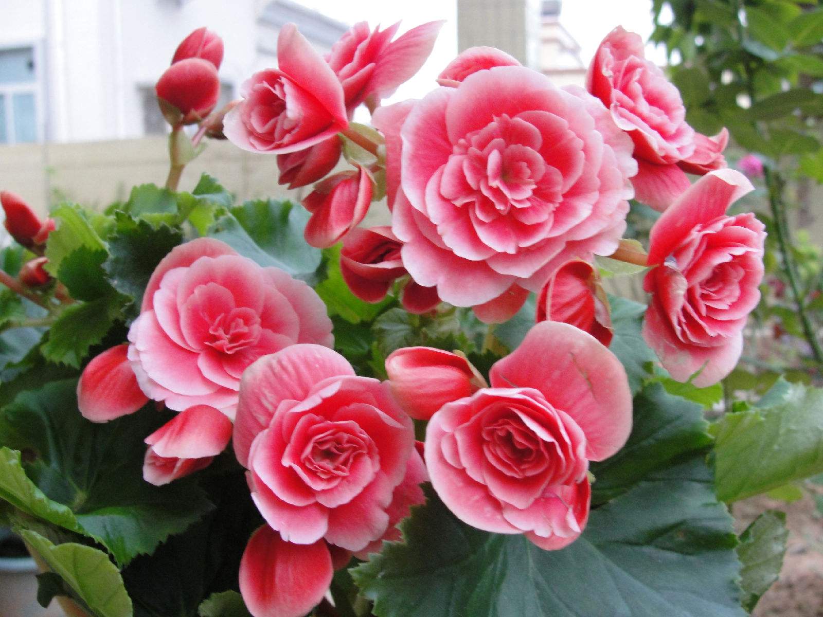 花没开就枯萎了图片,花前落蕾啥原因