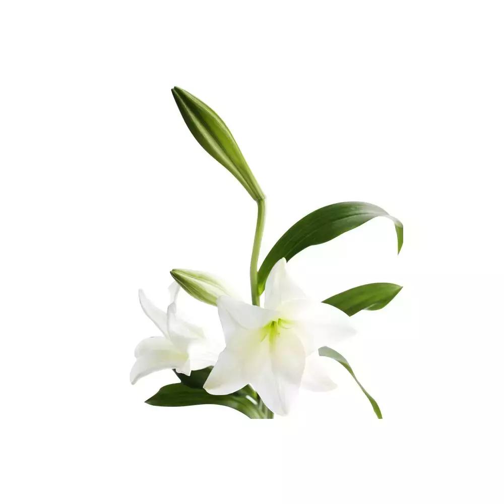 种草芦丹氏香水,铁百合芦丹氏