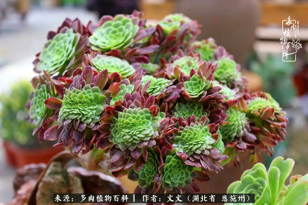 夏季多肉花园图片,初夏多肉花园