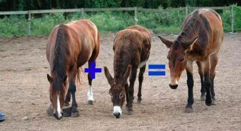 全国首只虎狮虎兽,老虎为什么喜欢狮虎兽