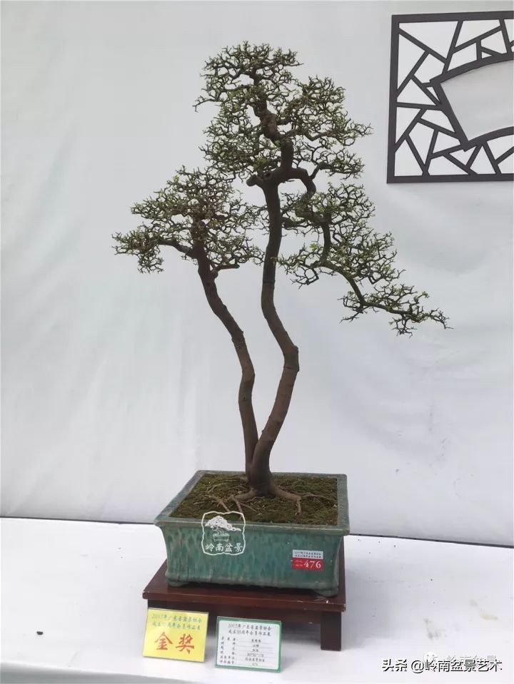 双干树,双干型果树