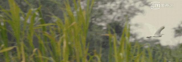 西溪天堂令人沉醉的江南梦境,城市的夜晚江南水乡美如画