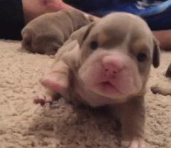 超级可爱呆萌的小奶狗,全种类小奶狗超萌合集