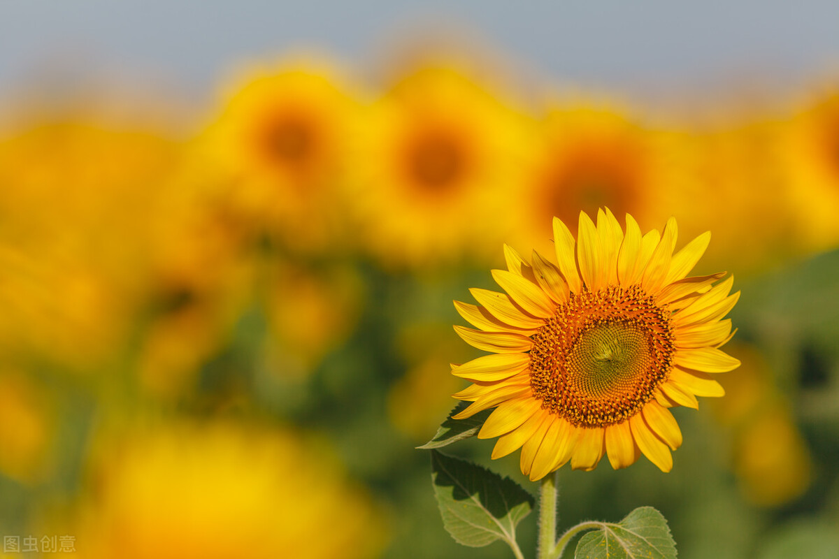 为什么说内向的人精神内耗很严重,精神内耗的人怎么调整心理