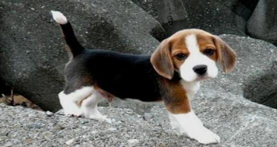 大耳朵比格犬怎么挑选,怎样挑选一只好的比格犬