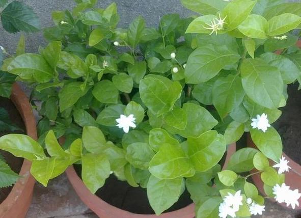 家里养茉莉花怎么配土,养茉莉花小妙招