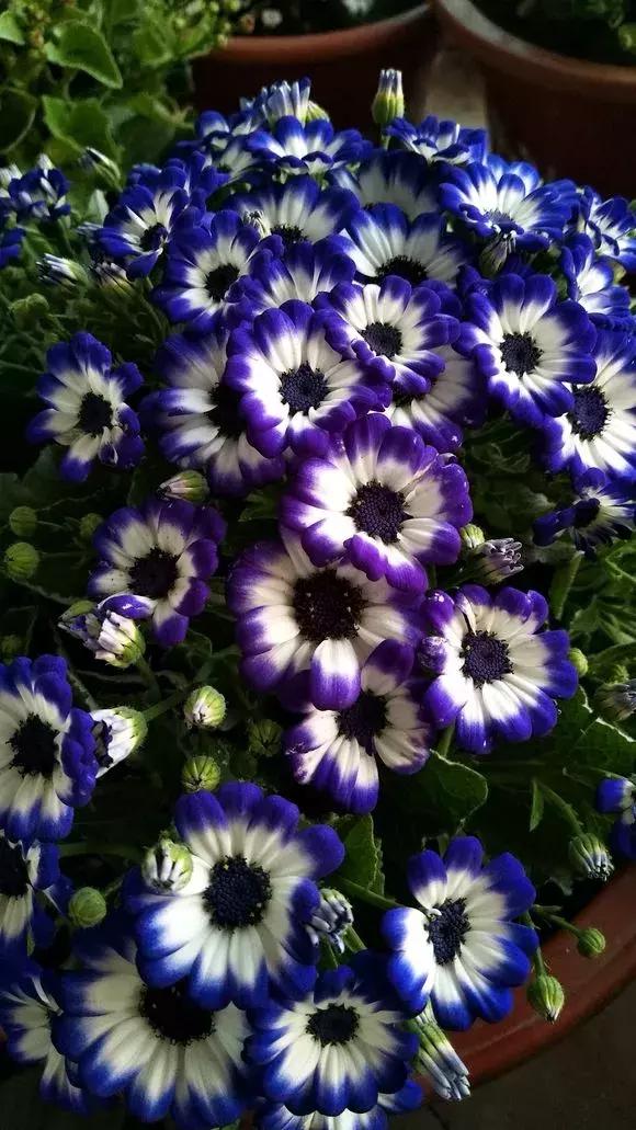 有没有啥特别好养又能开花的植物,几种开花漂亮又特别好养的植物