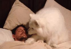 狗狗太粘人怎么办一直叫,狗狗太粘人了怎么办