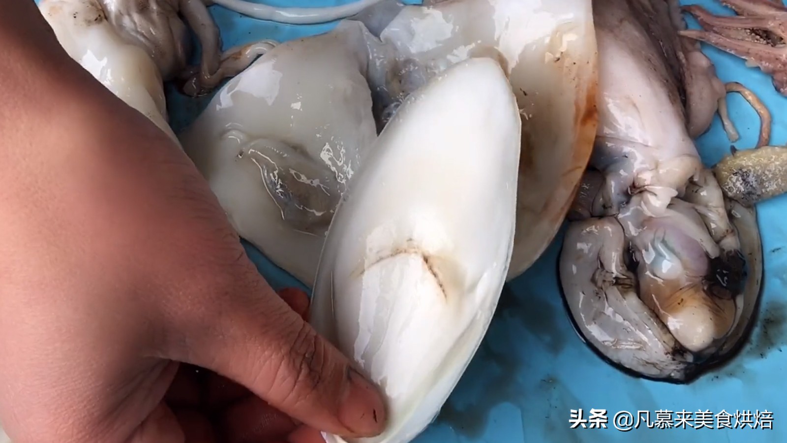 海兔墨鱼和八爪鱼哪个好吃,八爪鱼墨鱼鱿鱼海兔