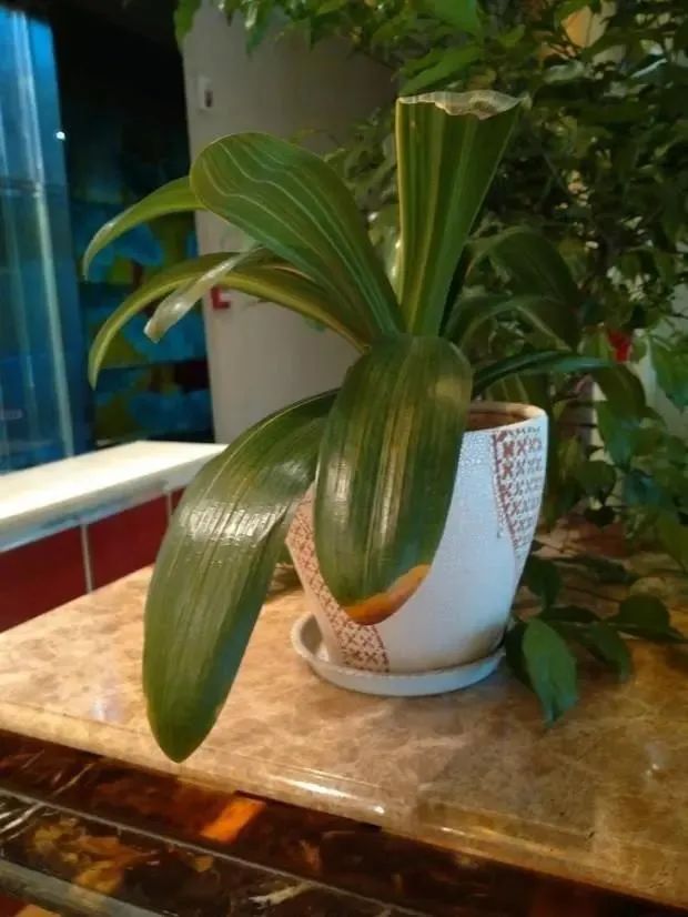 君子兰长歪了怎么矫正实图,君子兰整个长歪了怎么矫正