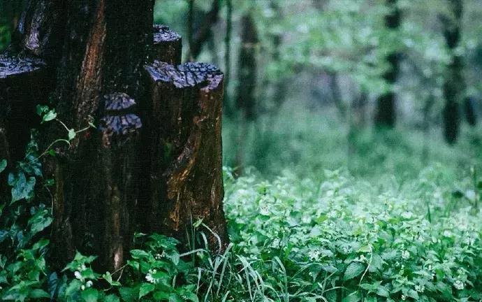 纵豆蔻词工青楼梦好难赋深情出处,纵豆蔻词工青楼梦好难赋深情赏析